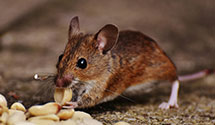 24 Hour & Emergency Exterminators in Anvik, AK